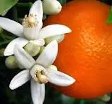 Scented Soy Wax Melts – Citrus & Fruity Collection Kaylas Candles and Creations