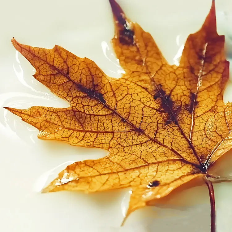 Scented Soy Wax Melts